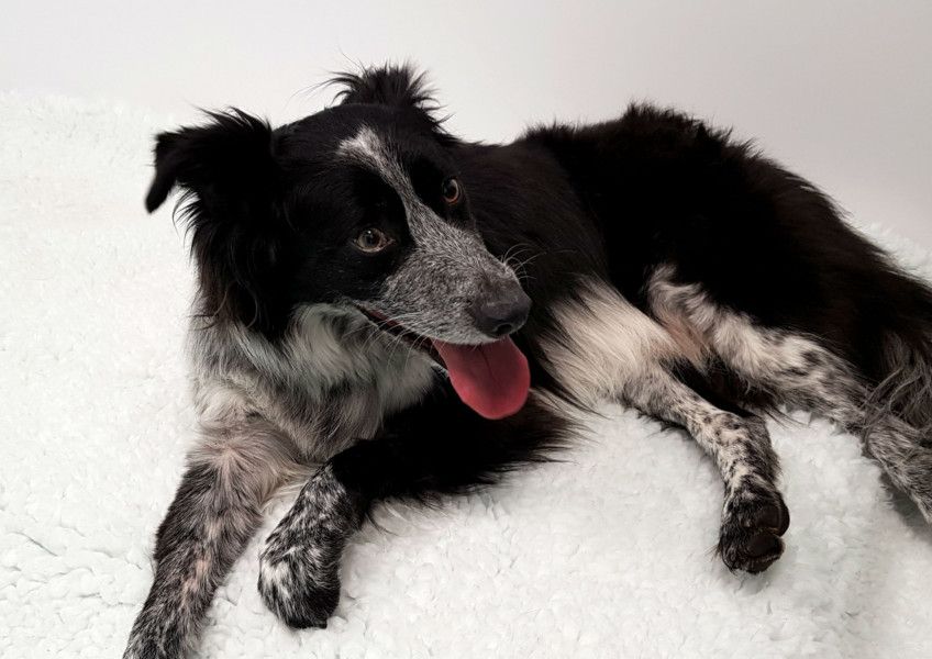 Border collie hot sale horror stories