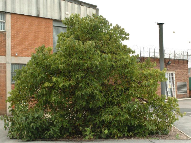 Mulberry Bush Removed From Wakefield Prison   Legacy Ash 108283176 